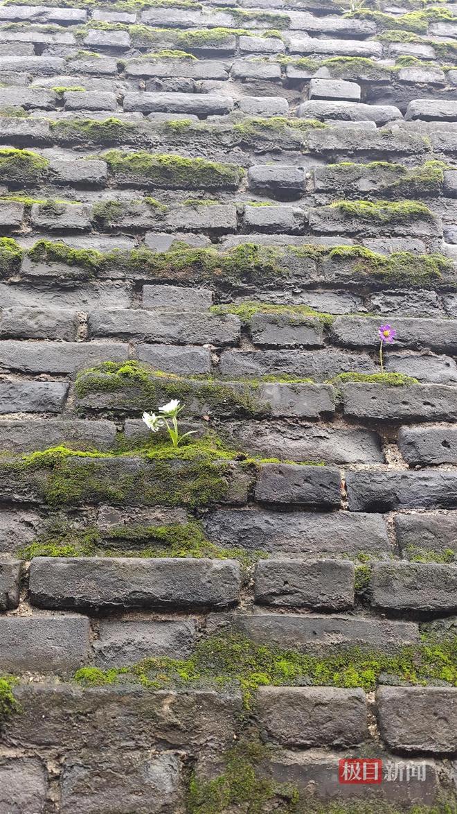 蘑菇大雁塔受潮城墙布满青苔气象局解释成因不朽情缘MG西安连续一个多月降雨遍地长(图5)
