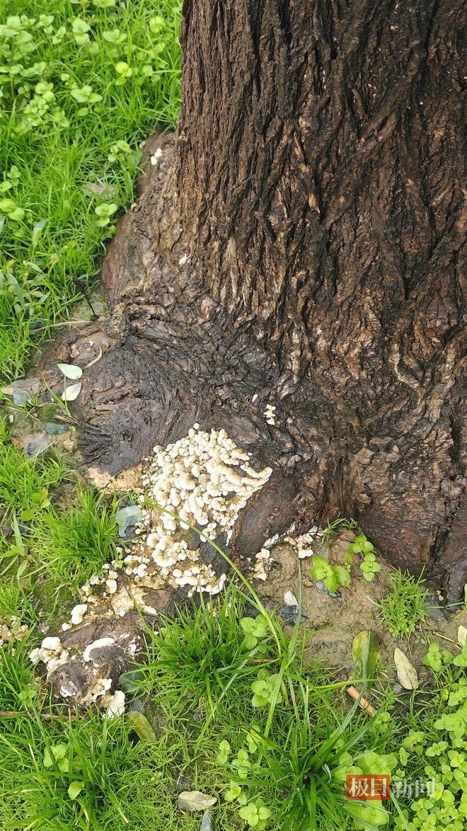 蘑菇大雁塔受潮城墙布满青苔气象局解释成因不朽情缘MG西安连续一个多月降雨遍地长