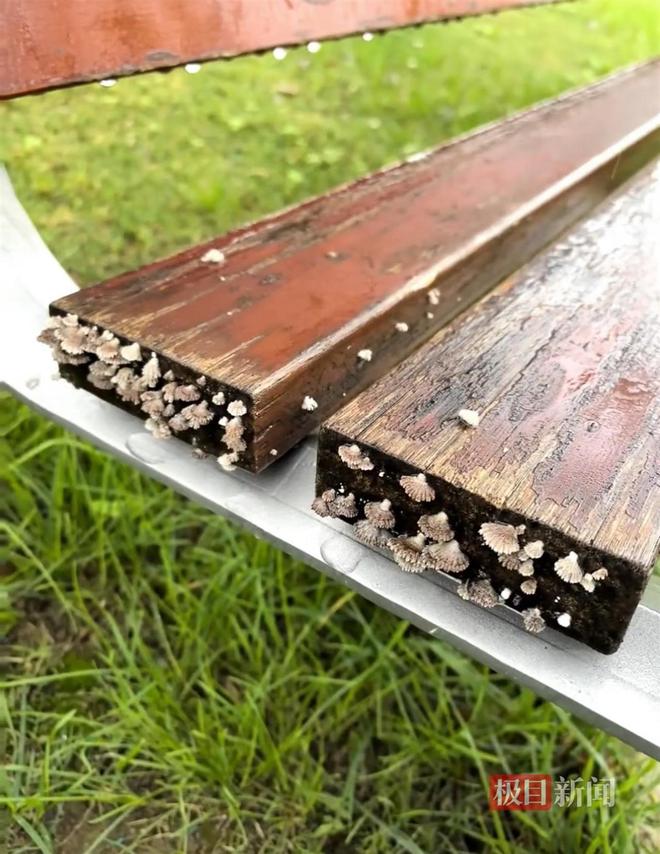 蘑菇大雁塔受潮城墙布满青苔气象局解释成因不朽情缘MG西安连续一个多月降雨遍地长(图3)