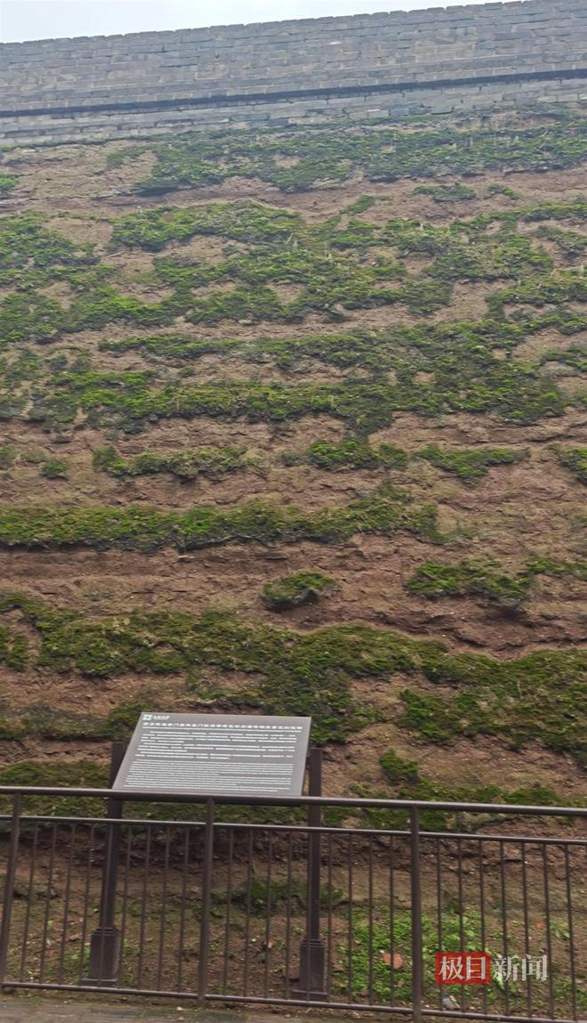 蘑菇大雁塔受潮城墙布满青苔气象局解释成因不朽情缘MG西安连续一个多月降雨遍地长(图2)